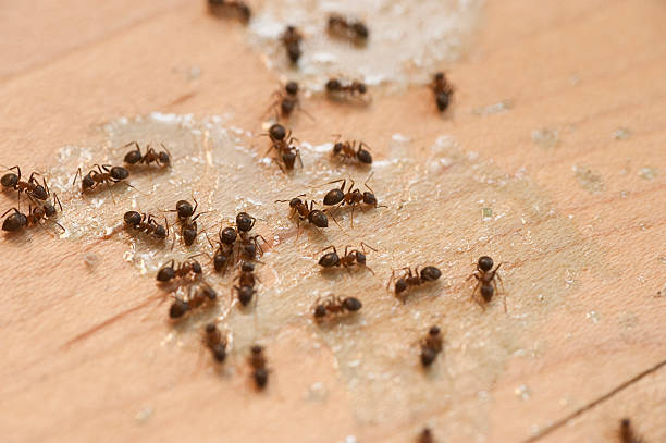 Best Affordable Pest Control Services  in Pike Road, AL